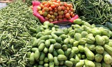 孕妇梦见死狗代表什么意思