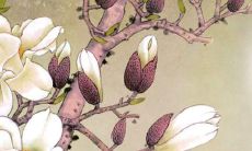 属蛇虎年怎么化解