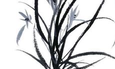 麦玲玲2022年属虎运势运程