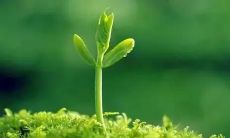 做梦梦见掉东西是什么意思