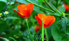 梦见同事哭了是什么意思