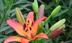 梦见桃花树开满桃花