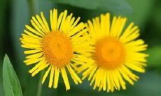 梦见栽梨桃树是什么意思