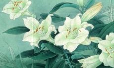 1960年鸡2022年运势如何