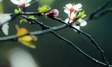 85年属牛2022运势婚姻