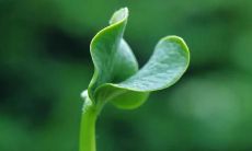 梦见出生婴儿长胡子