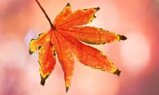 女人梦到看到很多人打架