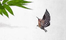 高僧推算！属狗的人流年运程