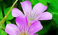 梦见饺子馅是什么意思