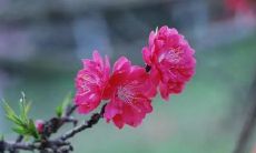 梦见水灾冲走房子是什么意思