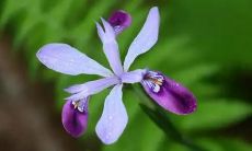 梦见开车被碰瓷