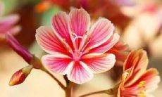 孕妇梦见飞机撞水库