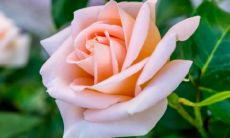 女人鼻子两侧痣运势好不好 鼻子旁边痣的女人面相