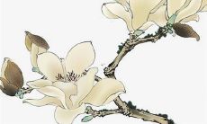 2022年属虎人的全年运势麦玲