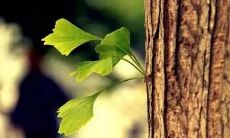 梦见种豆子是什么意思