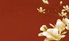 麦玲玲2022猪年运势及运程