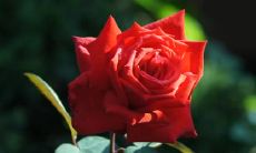 梦见炒股票，周公解梦梦到炒股票是什么意思，做梦梦见炒股票好不好