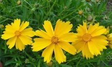 梦见下雨洗衣服是什么意思