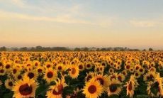 生肖属猪者五行属性解析