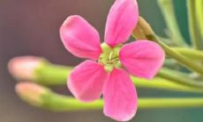 梦见饮料是什么意思