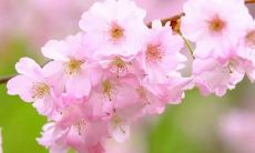 梦见儿子结婚办酒席是什么意思