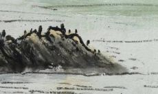 虎年犯冲的属相有哪些