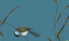 1986年属虎人的命运如何