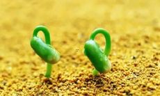 梦见孕妇梦见红色的鱼是什么意思