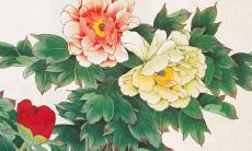 2022年属狗的幸运色是什么 2022年属狗的人年龄多大？