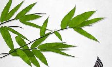 属鼠在2022年六月运势