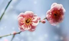 周易75年兔2022运势