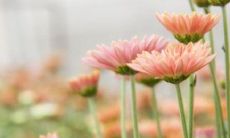 孕妇梦见植物发芽是什么意思