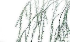 八一年属狗2022年运势