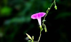 射手座和巨蟹座配不配 巨蟹男为什么执着射手女