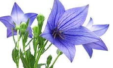 2022属蛇女佩戴什么转运