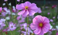 梦见饭碗 洗碗 汤碗 碗