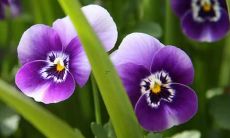 梦见给老公做米饭吃是什么意思