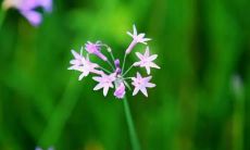 梦见发水把树冲倒了是什么意思