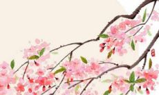 好听的猫咪名字