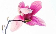 2022猴遇虎年该佩戴什么玉佩