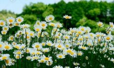 一看就舒服的微信网名 好心态阳光微信昵称