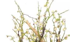 属虎的本命年如何化解