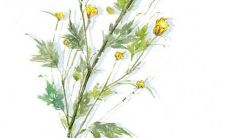 童子芯名字女孩