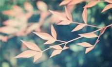 女孩英文名字大全与起名方法