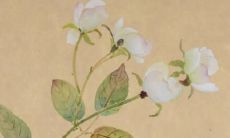 张姓女孩子的名字洋气