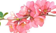 公司起名的风水禁忌 忌意义不明