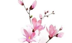 2019好听的唐氏女孩名字