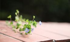 好记好看的英文名