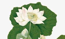 6月份虎宝宝取名字最佳字