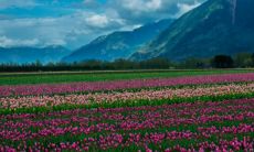 简单又好听的桐字取名 大方洋气的桐字名字